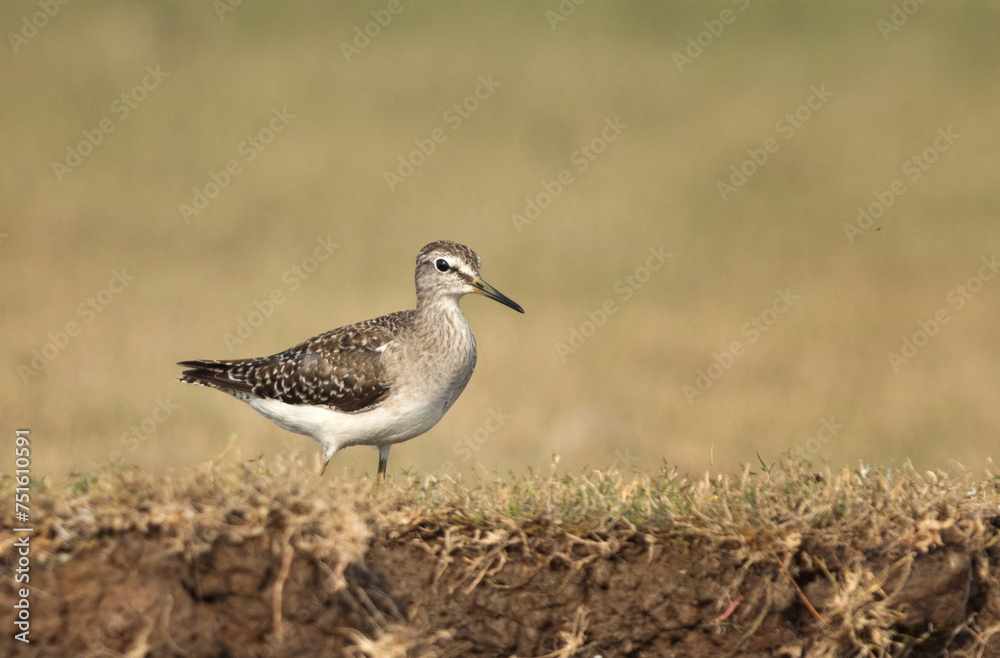 Portrait of a Wood sandpiper at Bhigwan bird sanctuary Maharashtra Portrait of a Wood sandpiper at Bhigwan bird sanctuary Maharashtra