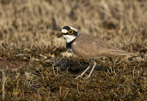 Closeup of a Little ringed plover at Bhigwan bird sanctuary, Maharashtra