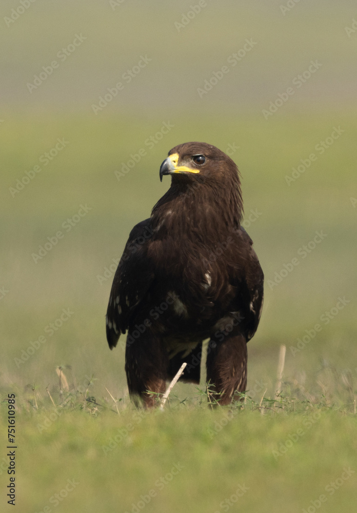 Fototapeta premium Closeup of a Greater spotted eagle percehd on ground at Bhigwan bird sanctuary, Maharashtra