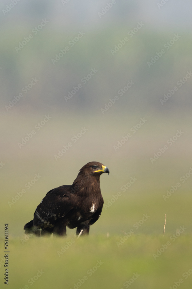 Greater spotted eagle at Bhigwan bird sanctuary, Maharashtra Greater spotted eagle at Bhigwan bird sanctuary, Maharashtra