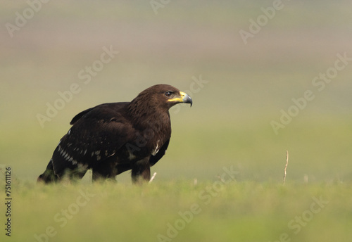 Portrait of a Greater spotted eagle percehd on ground at Bhigwan bird sanctuary, Maharashtra photo