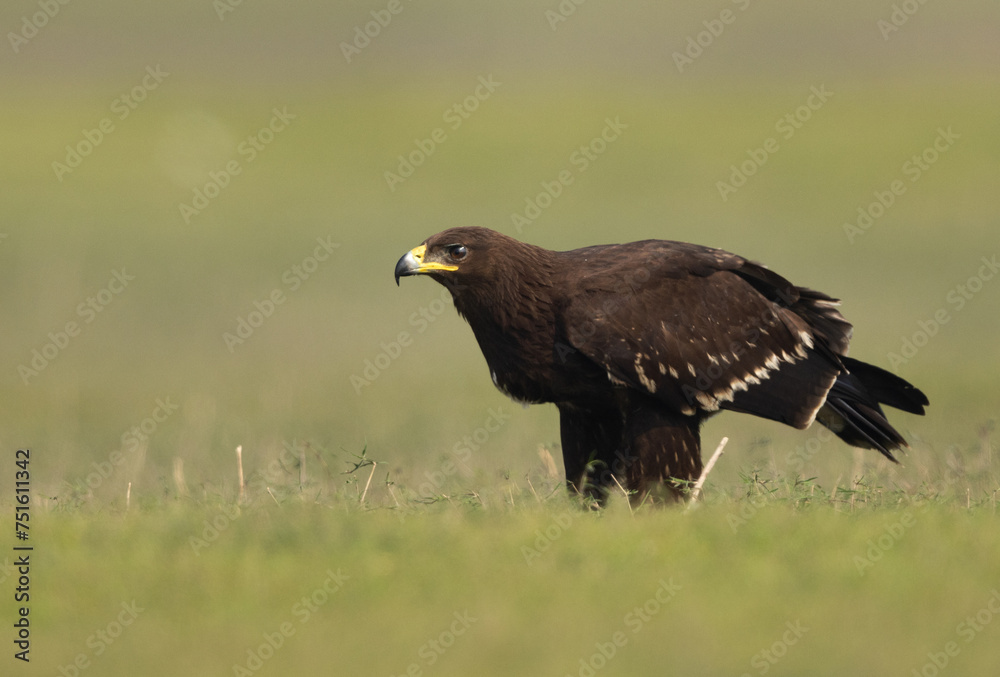 Portrait of a Greater spotted eagle, Bhigwan bird sanctuary, Maharashtra Portrait of a Greater spotted eagle, Bhigwan bird sanctuary, Maharashtra