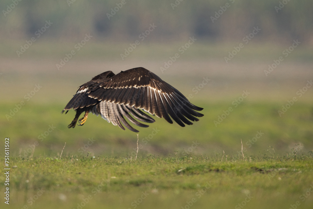 Greater spotted eagle flying at Bhigwan bird sanctuary, Maharashtra Greater spotted eagle flying at Bhigwan bird sanctuary, Maharashtra