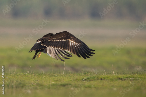 Greater spotted eagle flying at Bhigwan bird sanctuary, Maharashtra © Dr Ajay Kumar Singh