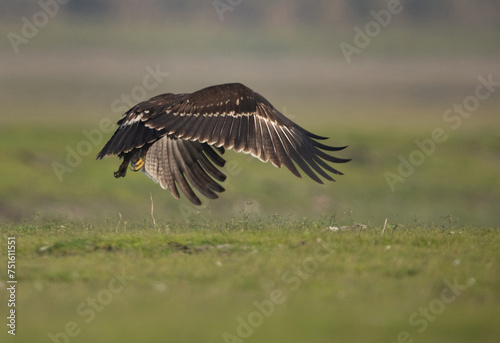 Greater spotted eagle takeoff at Bhigwan bird sanctuary, Maharashtra © Dr Ajay Kumar Singh