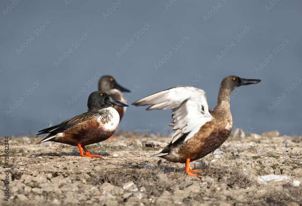 Selective focus on a Northern Shoveler at the back, Bhigwan bird sanctuary, India Selective focus on a Northern Shoveler at the back, Bhigwan bird sanctuary, India