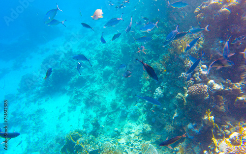 beautiful background with coral reef and fish in the red sea in egypt sharm el sheikh © serhii