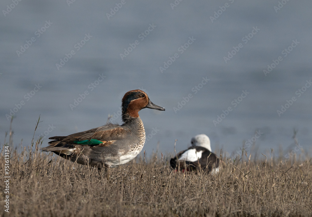 A portrait of a Eurasian teal at Bhigwan bird sanctuary, India A portrait of a Eurasian teal at Bhigwan bird sanctuary, India