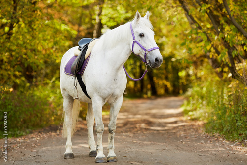 White bridled horse with saddle walks by alley in park