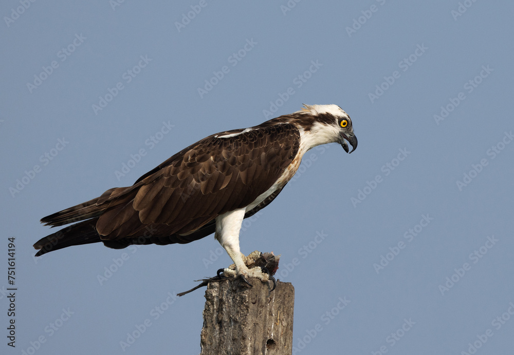 Osprey with a fish catch at Bhigwan bird sanctuary, Maharashtra Osprey with a fish catch at Bhigwan bird sanctuary, Maharashtra