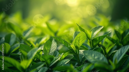 Fresh Greenery  Sunny Outdoor Background with Bokeh and Textured Leaves  Sunny Day Abstract Blurred Green Leaves for a Clean and Fresh Environment