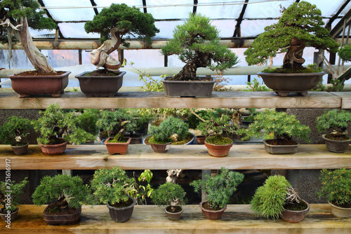 Different kinds of bonsai in pots on the shelves in the greenhouse