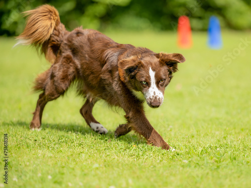 A well motivated, attentive australian shepherd dog is running across a meadow in summer, seen from a side view