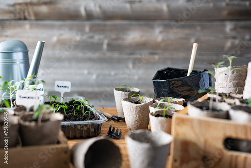 Replants tomato and pepper seedlings into peat cups. Preparing plants for growing in open ground. Home gardening concept