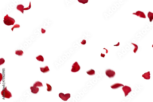 Floating red rose petal isolated on on a transparent background png. Background concept for love greetings on valentines day and mothers day. Space for text 