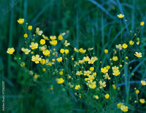 floral spring Summer nature background. yellow flowers of buttercup on meadow. Buttercup is caustic  Ranunculus acris   perennial herbaceous plant with golden  flowers.