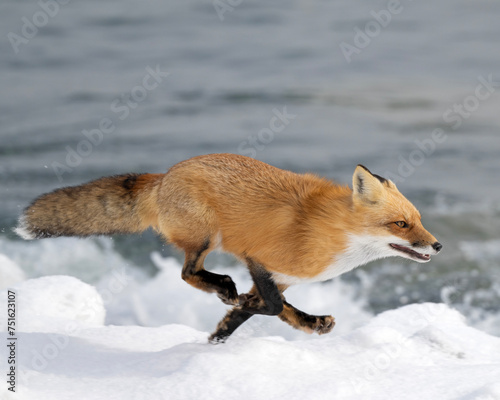 Escape - A Red Fox runs along a shoreline as it avoids an unorganized pack of hunting dogs - Ontario  photo