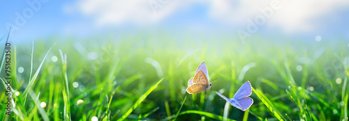 natural Spring or Summer Green Grass field with butterfly and sunny bokeh background © Konstiantyn