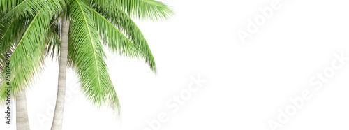 Fototapeta Naklejka Na Ścianę i Meble -  Green coconut tree isolated on white
