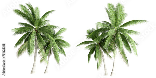 Isolated coconut tree on white background © Buffstock