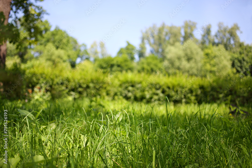 Bright fresh green grass on meadow in park at sunny summer day