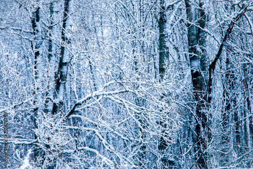 frozen tree branches in the woods