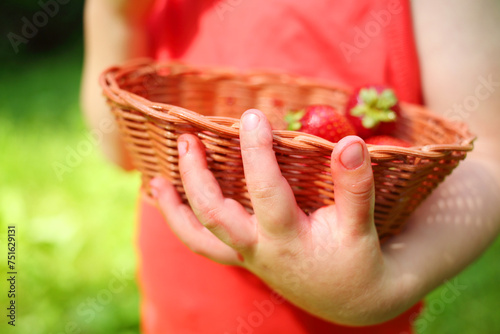 Basket with strawberries in kid hands in garden, close up view
