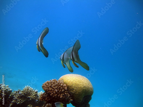 Colorful tropical fish on a coral reef, amazingly beautiful fairy world. In the coral gardens of the Red Sea.

