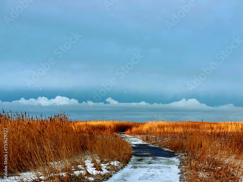 landscape with meadow