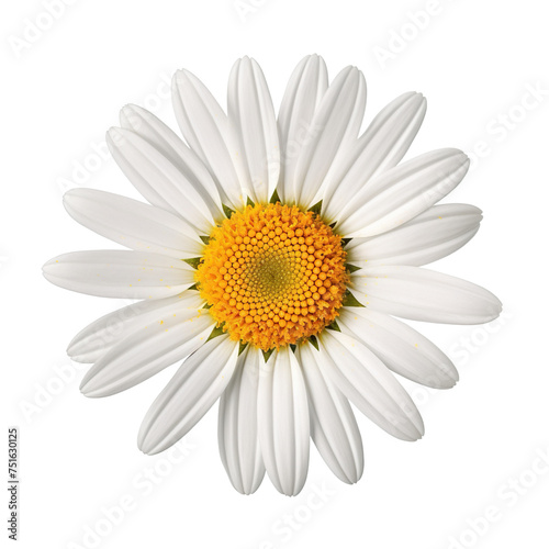 Daisy flower isolated on transparent or white background