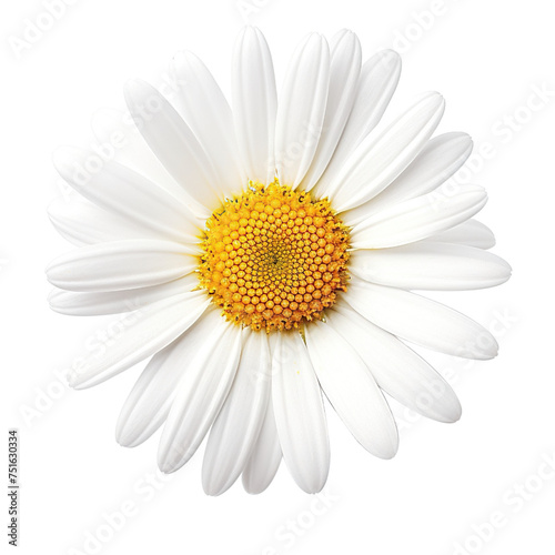 Daisy flower isolated on transparent or white background © Luckygraphics