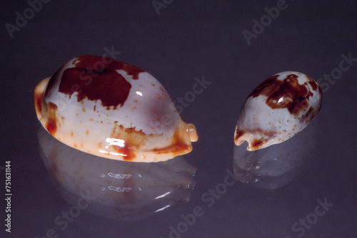 Seashell of Cypraea stolida on black background close up photo