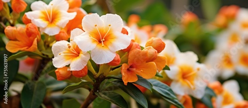 A cluster of vibrant orange and white flowers, likely Cordia sebestena, bloom gracefully in a lush garden setting. The flowers create a striking visual display, adding a pop of color to the green