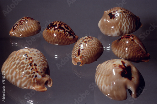 Seashell of Cypraea Siphocypraea mus close up photo