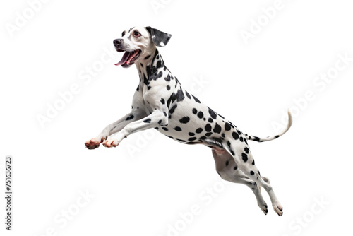 dalmatian dog on a transparent background