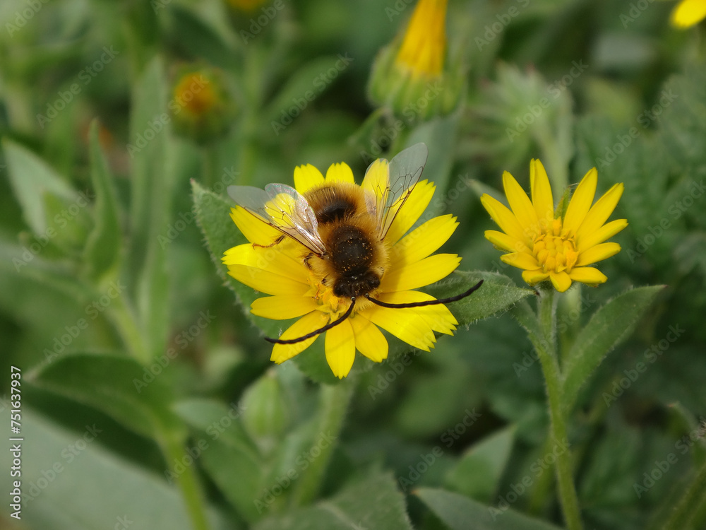 Male long-horned bee (Eucera sp.) feeding on a field marigold flower