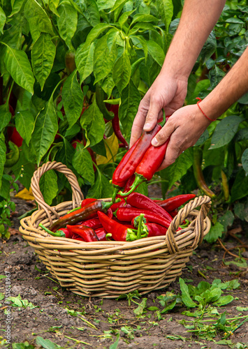 Farmer harvesting chili peppers in garden. Selective focus.