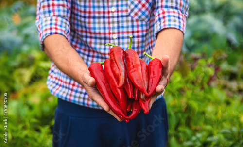 Farmer harvesting chili peppers in garden. Selective focus. © yanadjan