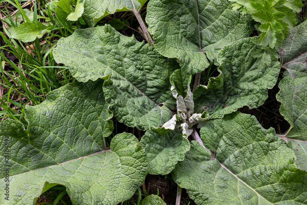 Fototapeta premium Arctium lappa - Young burdock leaves in an early summer