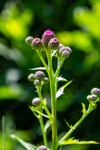Thistle Carduus acanthoides grows in the wild in summer photo