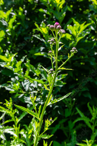 Thistle Carduus acanthoides grows in the wild in summer