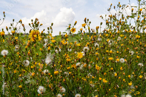 Rough Hawksbeard Crepis biennis plant blooming in a meadow photo