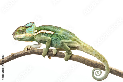 Vibrant Chameleon Perched on a Branch against White Background © slonme