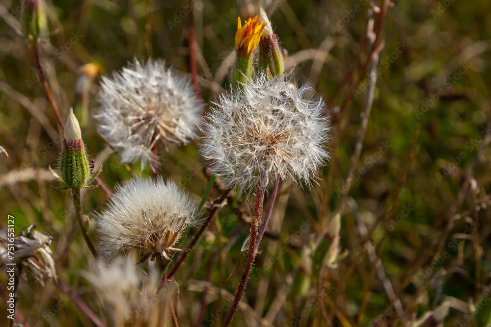 Obraz premium Rough Hawksbeard Crepis biennis plant blooming in a meadow