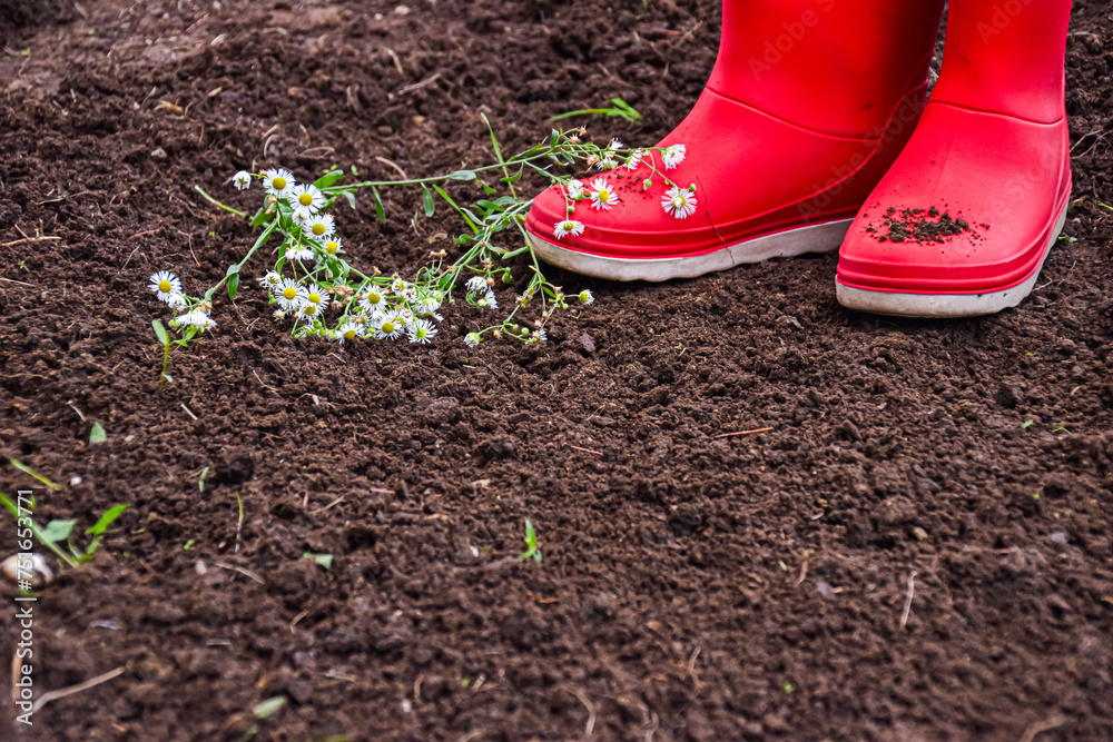 Red gumboots with wild flowers on the soil ground in the garden Red gumboots with wild flowers on the soil ground in the garden