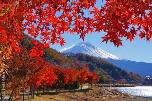 Fototapeta Naklejka Na Ścianę i Meble -  Day view of the snow-capped Mount Fuji framed by red Japanese maples in the fall in Lake Kawaguchi (Fujikawaguchiko), Japan
