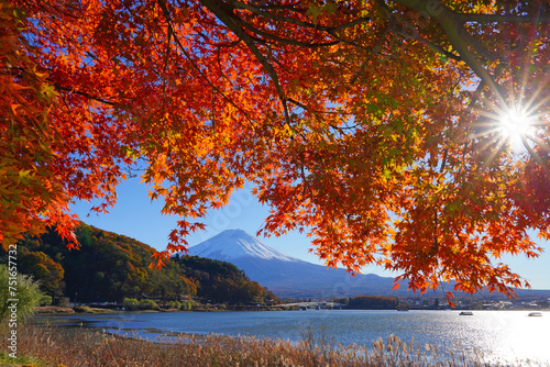 Day view of the snow-capped Mount Fuji framed by red Japanese maples in the fall in Lake Kawaguchi (Fujikawaguchiko), Japan