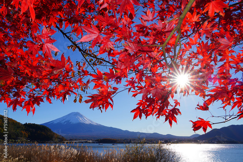Day view of the snow-capped Mount Fuji framed by red Japanese maples in the fall in Lake Kawaguchi (Fujikawaguchiko), Japan