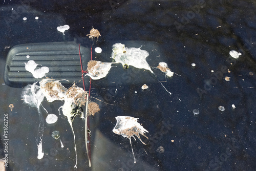Tableau sur toile Car windshield dirty with bird droppings, problem of birds, pigeons in cities