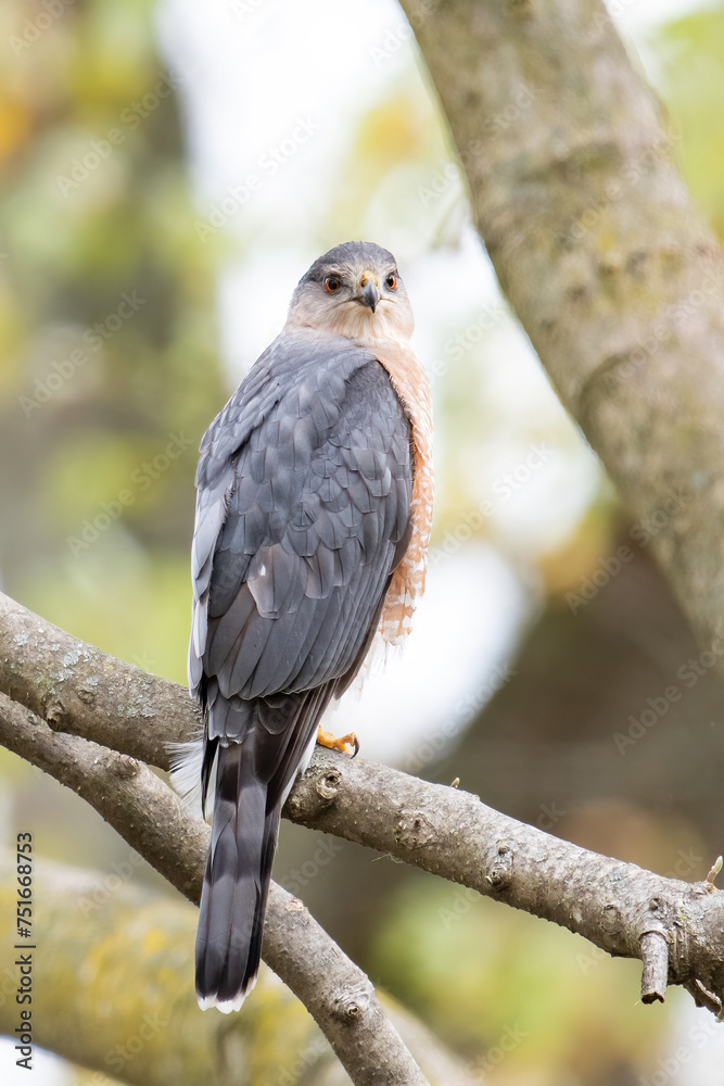 Cooper's Hawk Cooper's Hawk